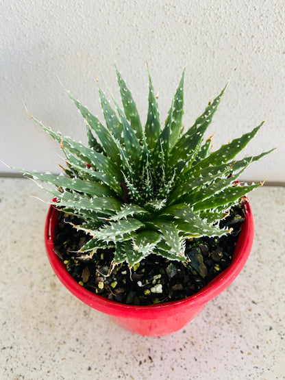 Aloe Hybrid Tielbergs Triumph