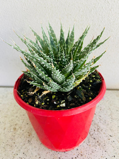 Aloe Hybrid Tielbergs Triumph