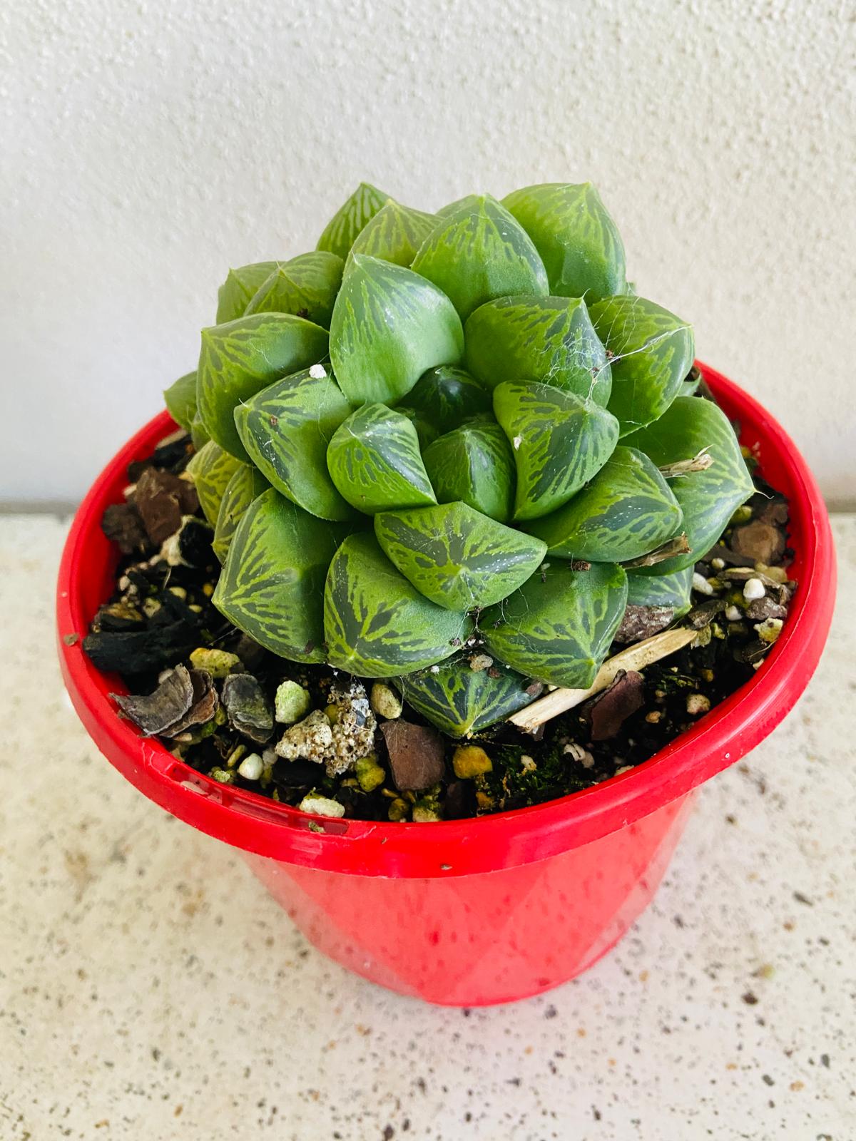 Haworthia #53