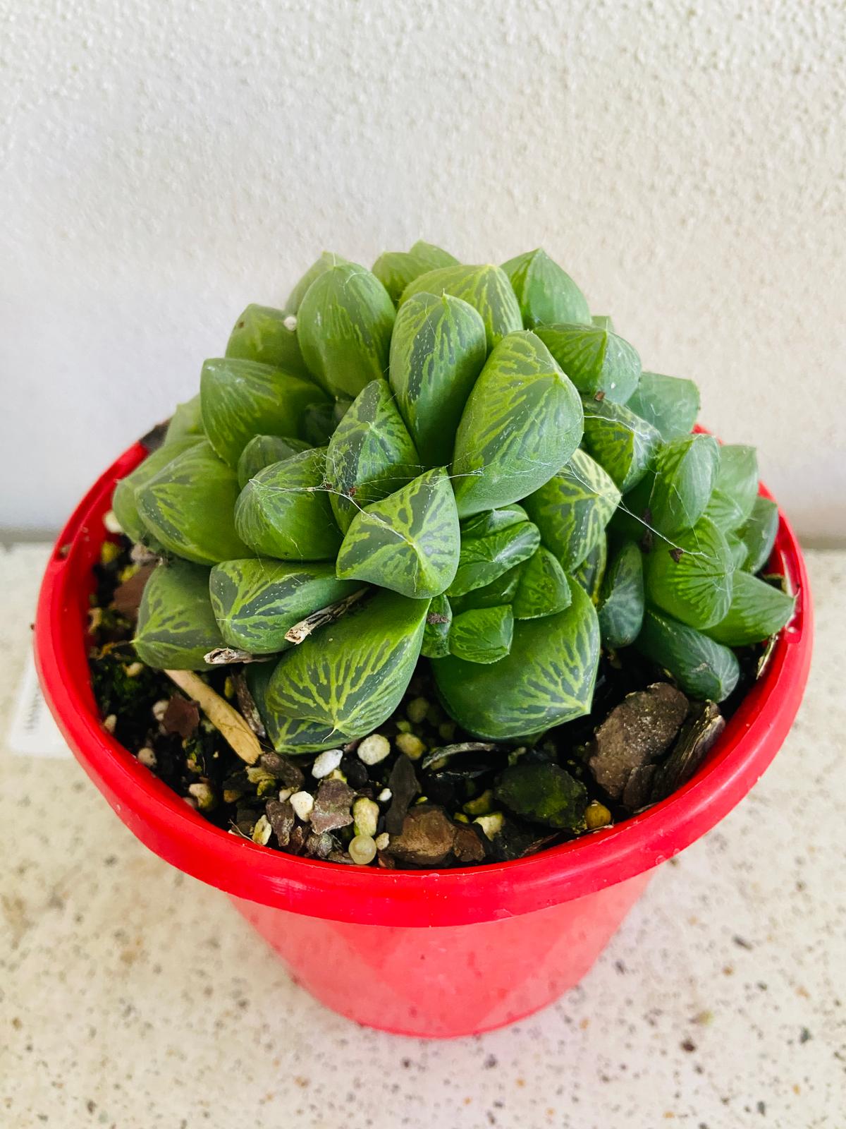 Haworthia #53