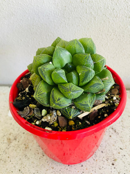 Haworthia #53