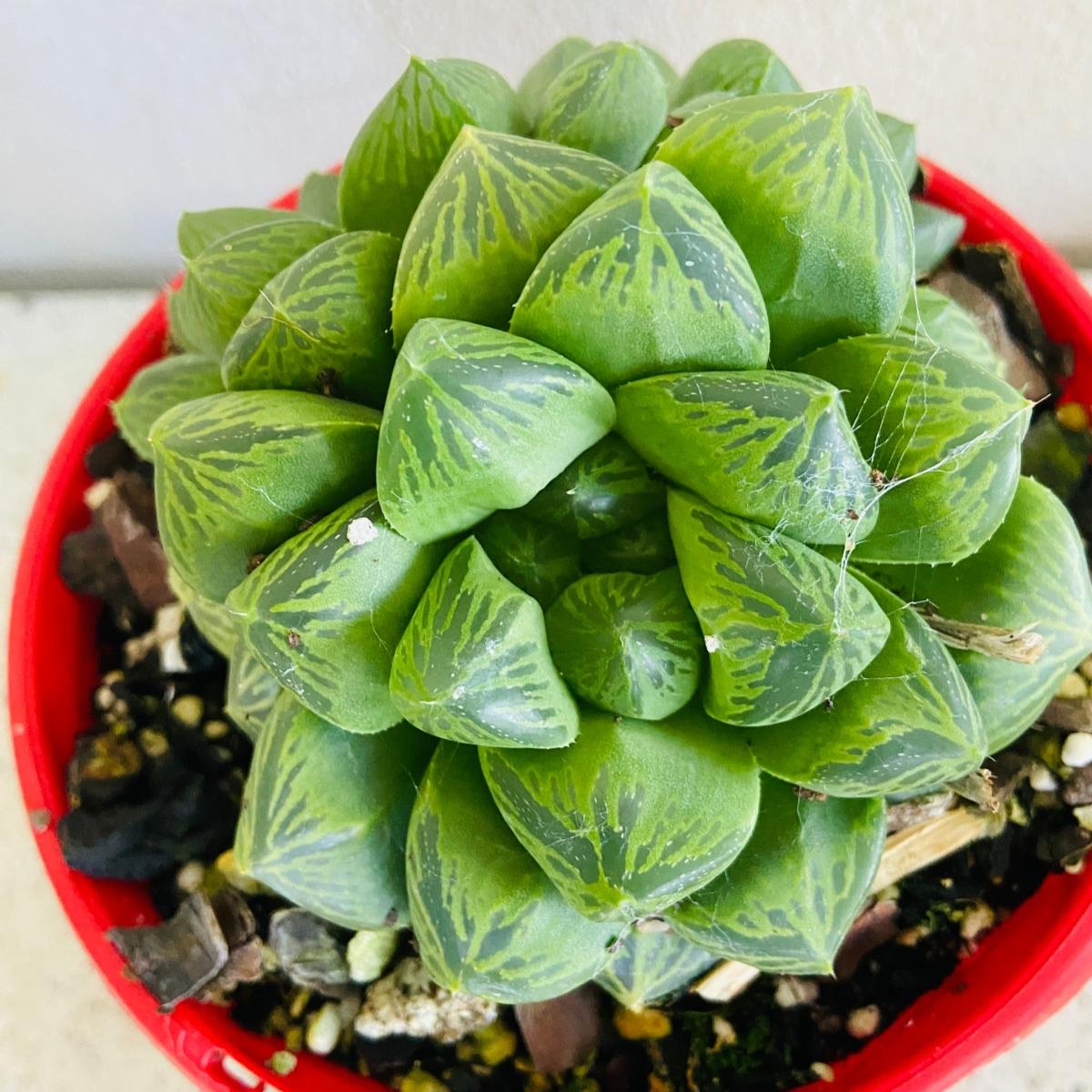 Haworthia #53