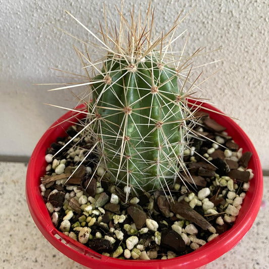 Cacti - Echinocereus Conglomeratus