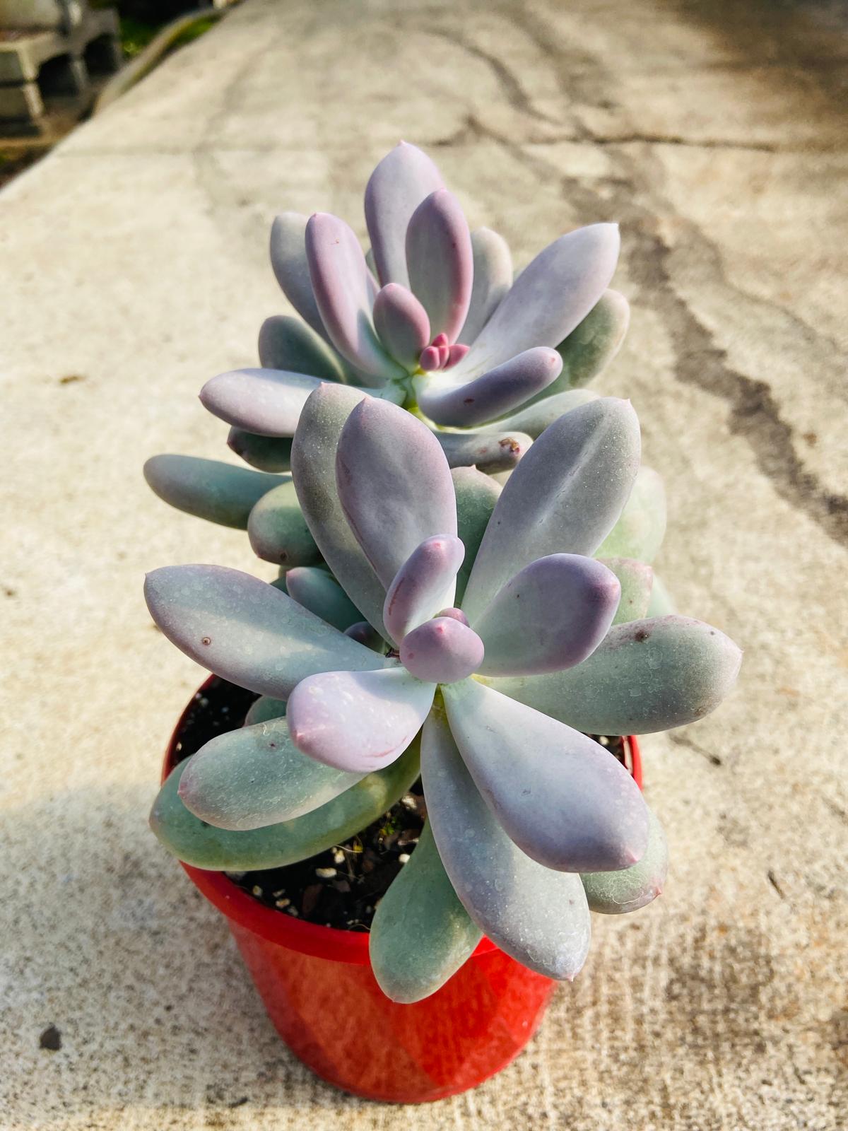 Pachyphytum Oviferum 'Moonstones'(Moonstones" or "Sugar Almond Plant)