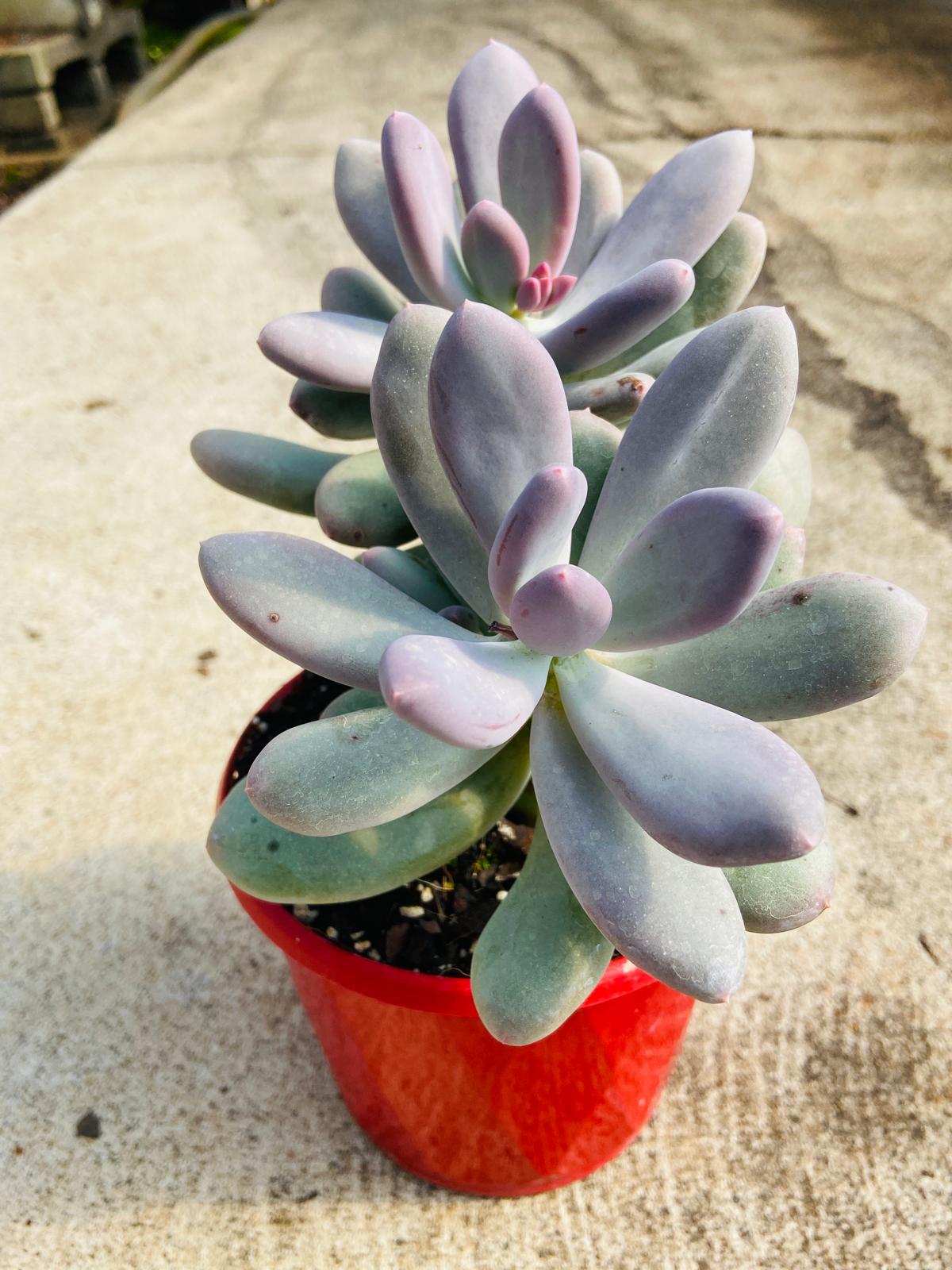 Pachyphytum Oviferum 'Moonstones'(Moonstones" or "Sugar Almond Plant)