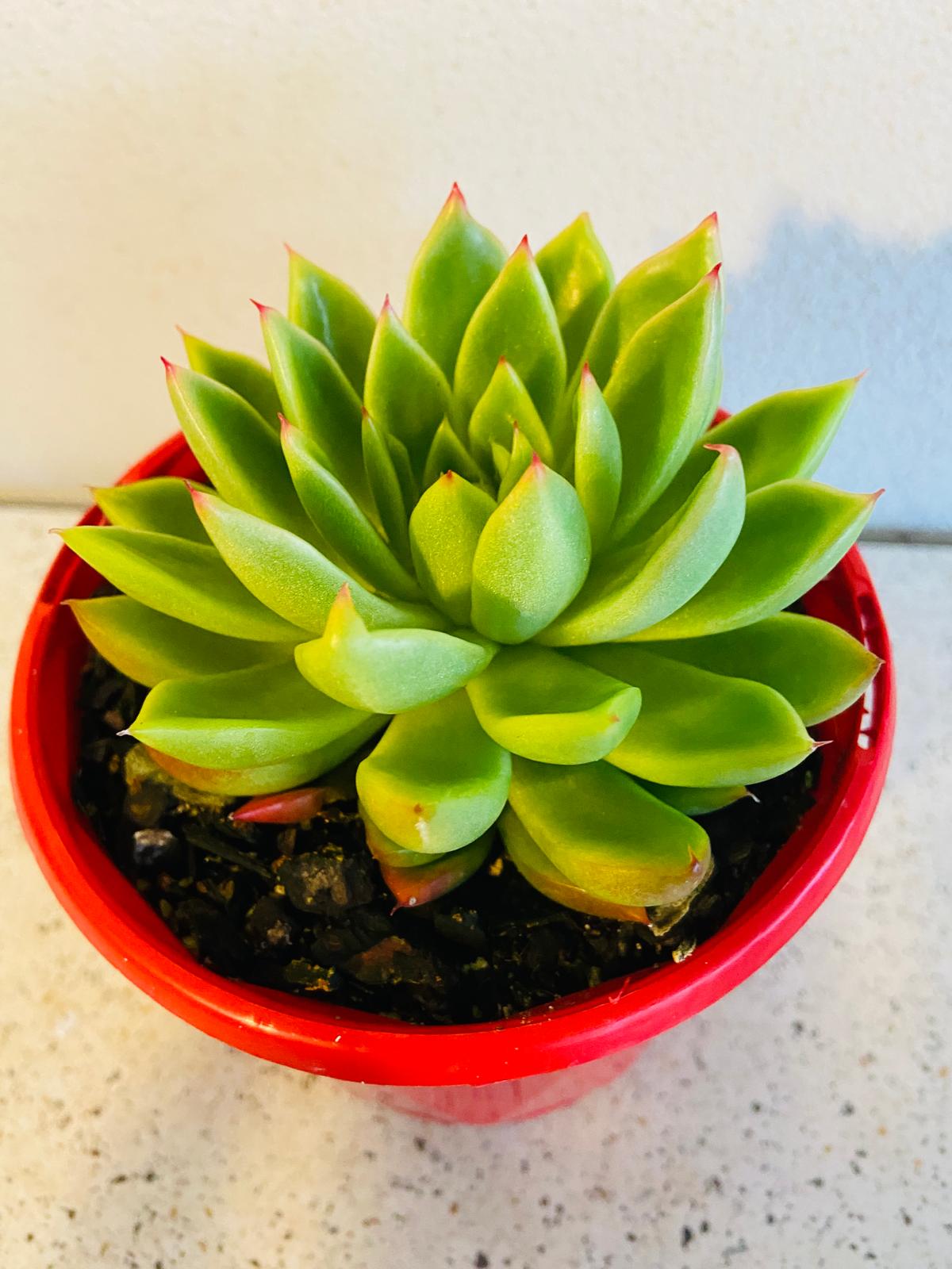 Echeveria Frank