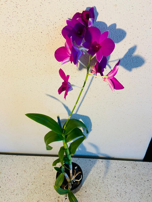 Dendrobium Venus  80mm