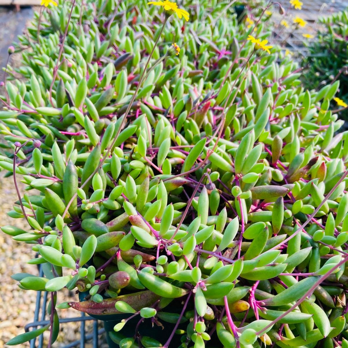 Ruby Succulent Ruby Necklace – Othonna Capensis Trailing Succulent • Shop Now ...