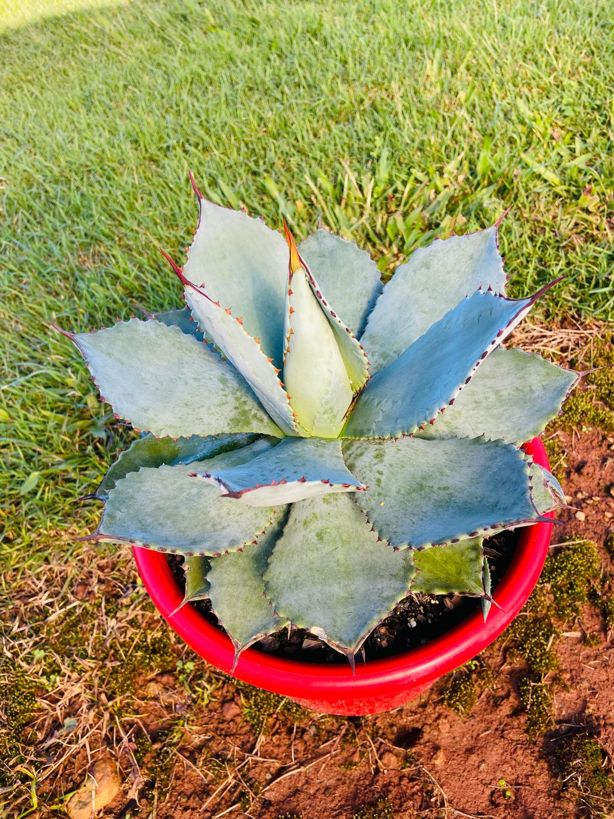 Agave Dragon Toes