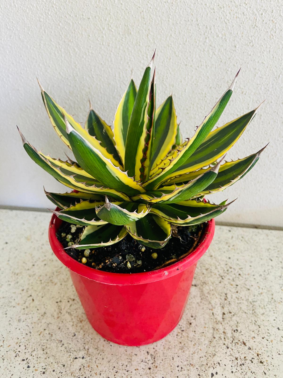 Agave Quadricolour