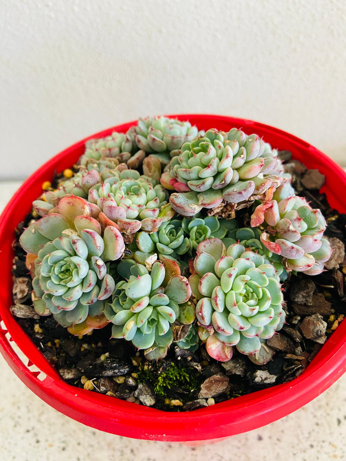 Echeveria Minima