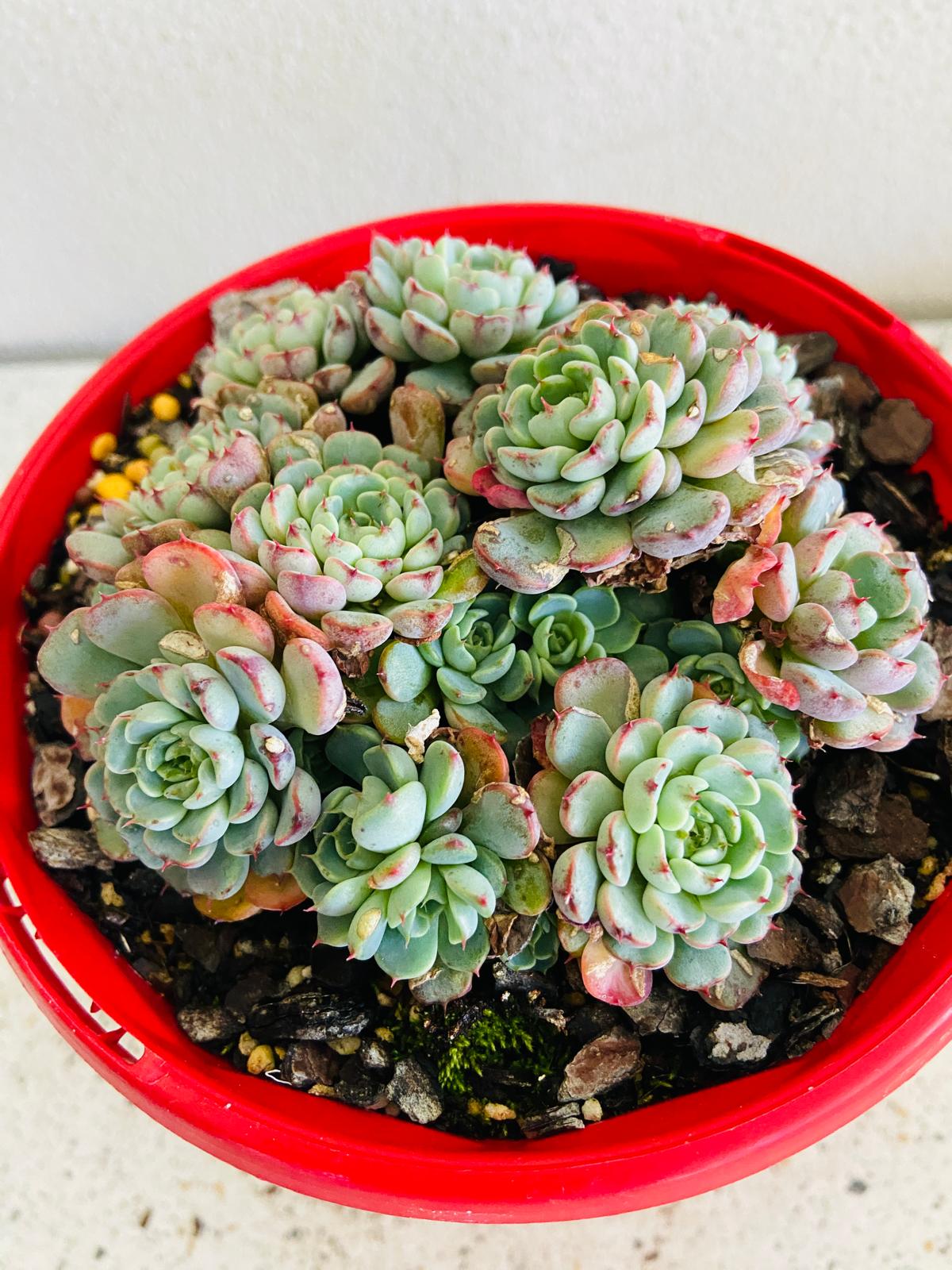 Echeveria Minima