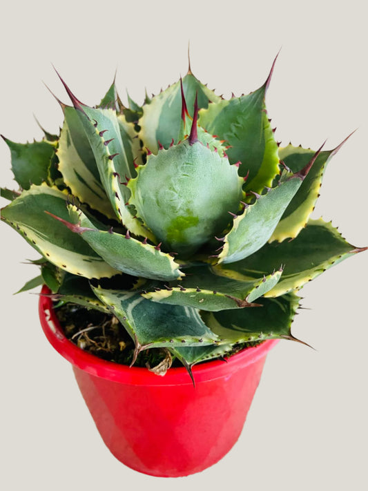 Agave Trade Winds