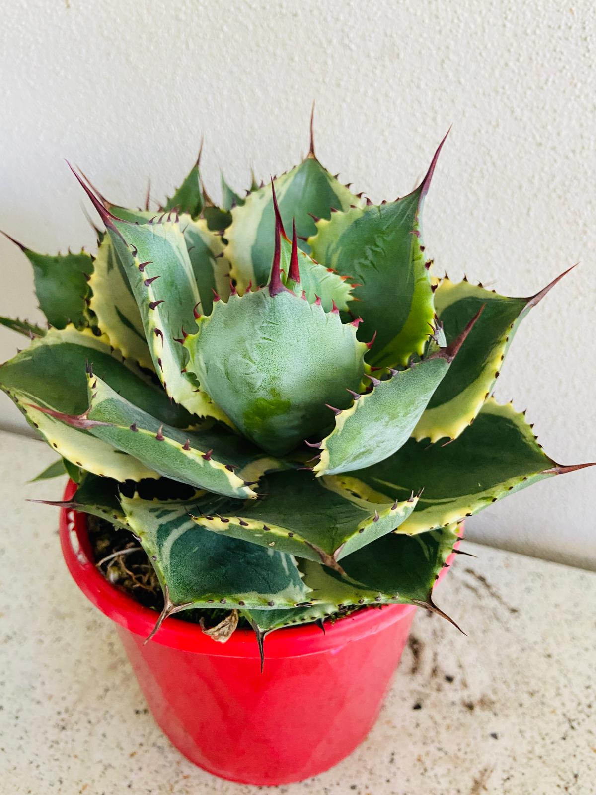 Agave Trade Winds