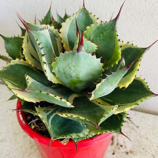 Agave Trade Winds