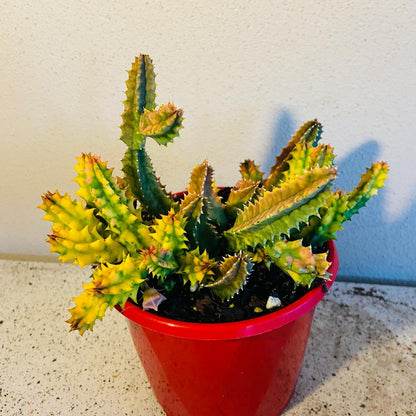 Huernia Zebrina Variegata