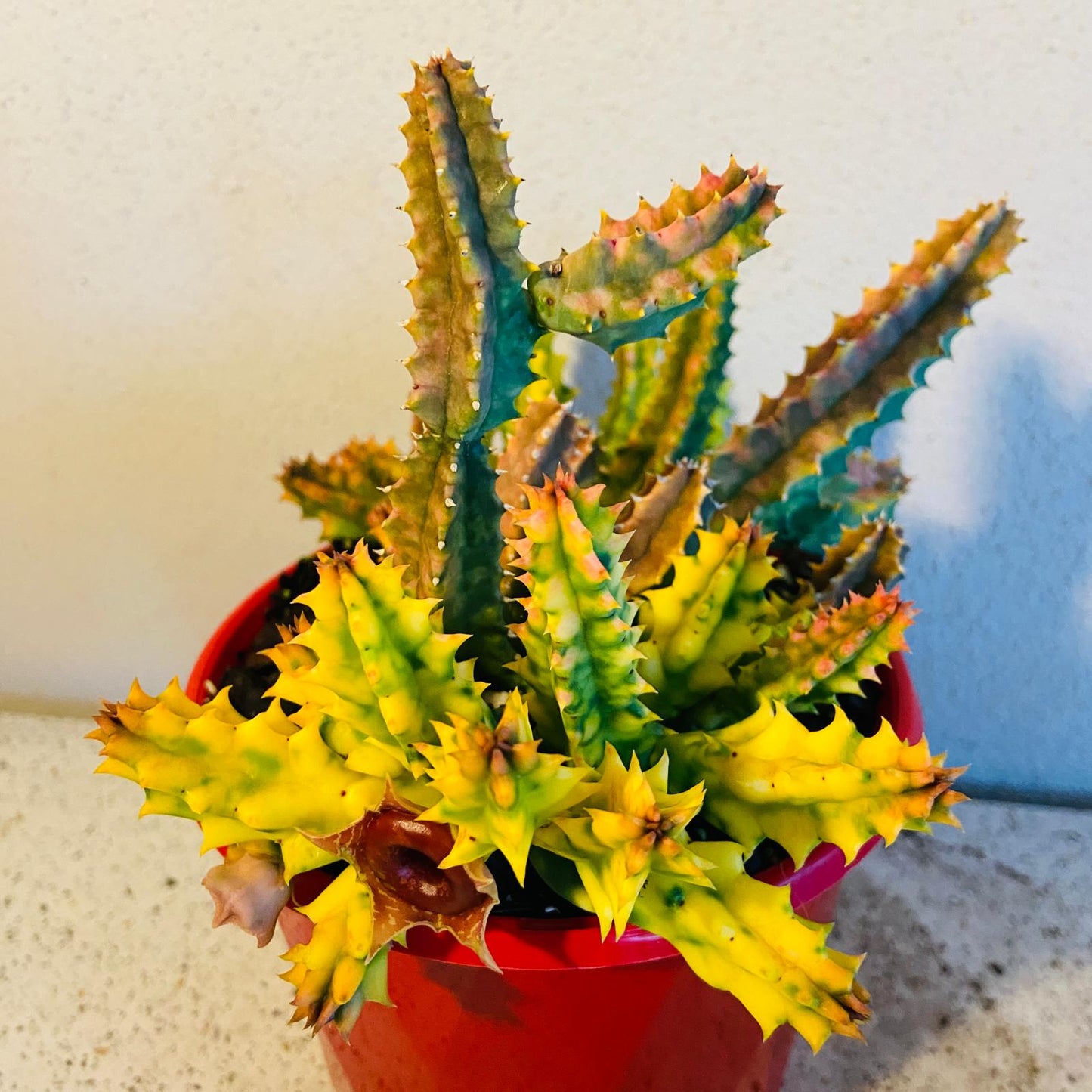 Huernia Zebrina Variegata