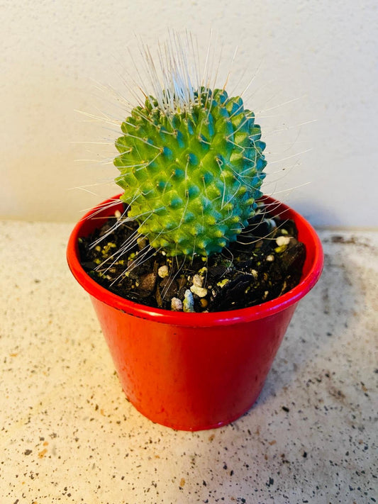 Cacti - Pincushion Cactus #55