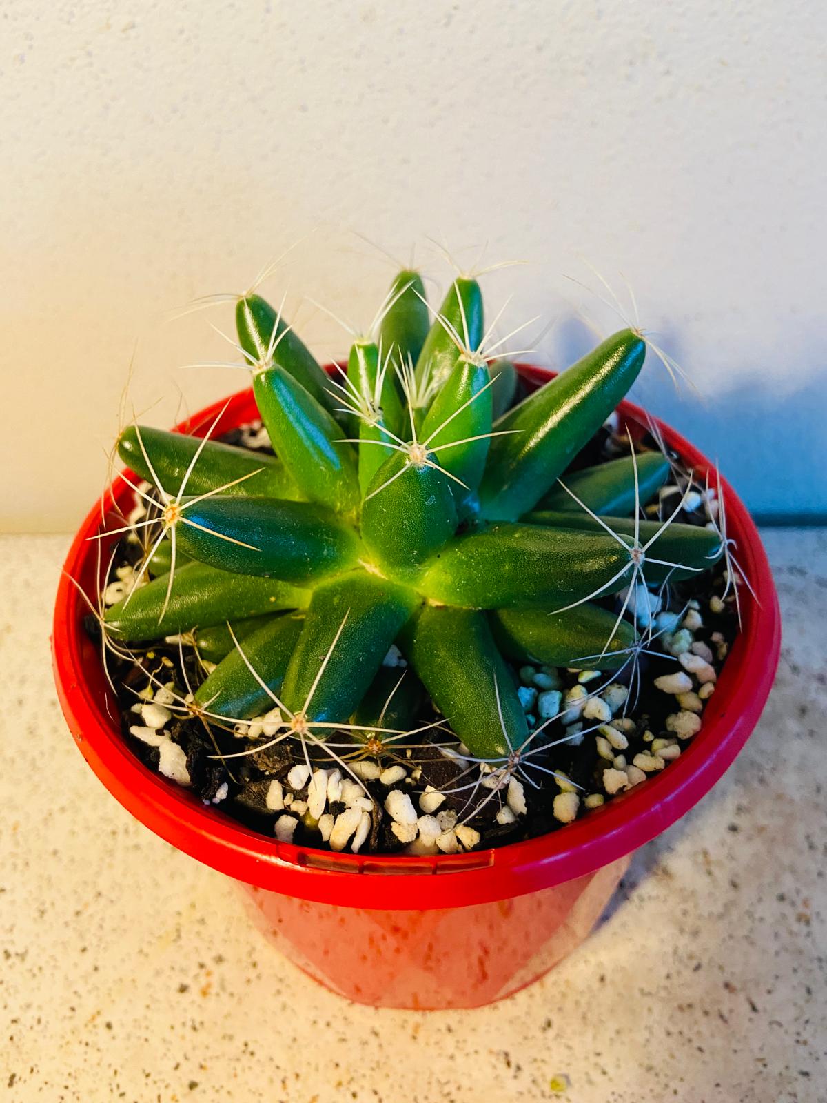 Cacti - Pincushion Cactus Longimamma