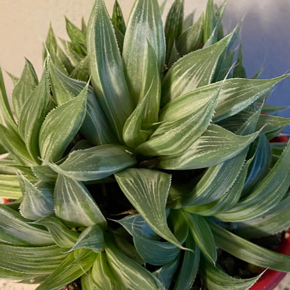 Haworthia 'Variegated'