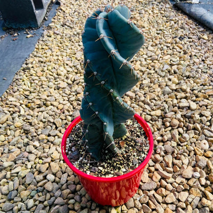 Cereus Spiralis