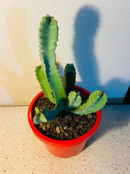 Euphorbia Resinifera