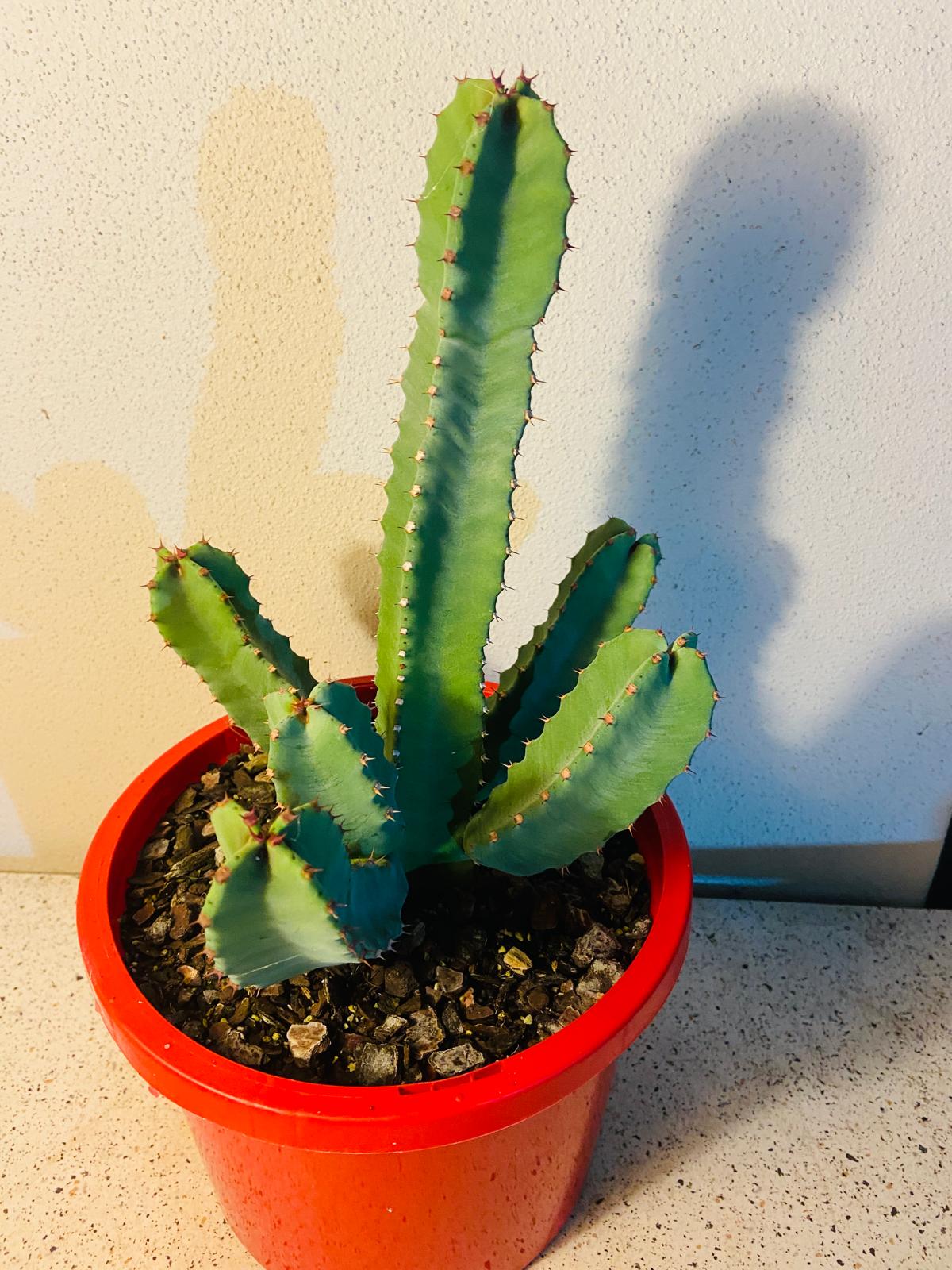 Euphorbia Resinifera