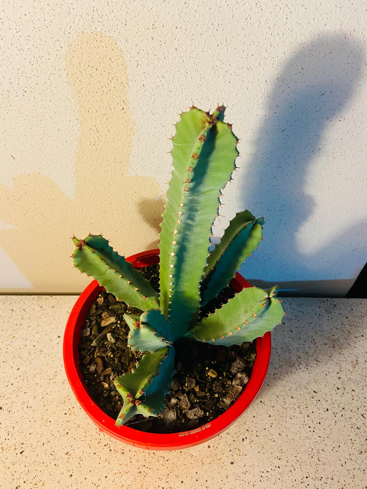 Euphorbia Resinifera