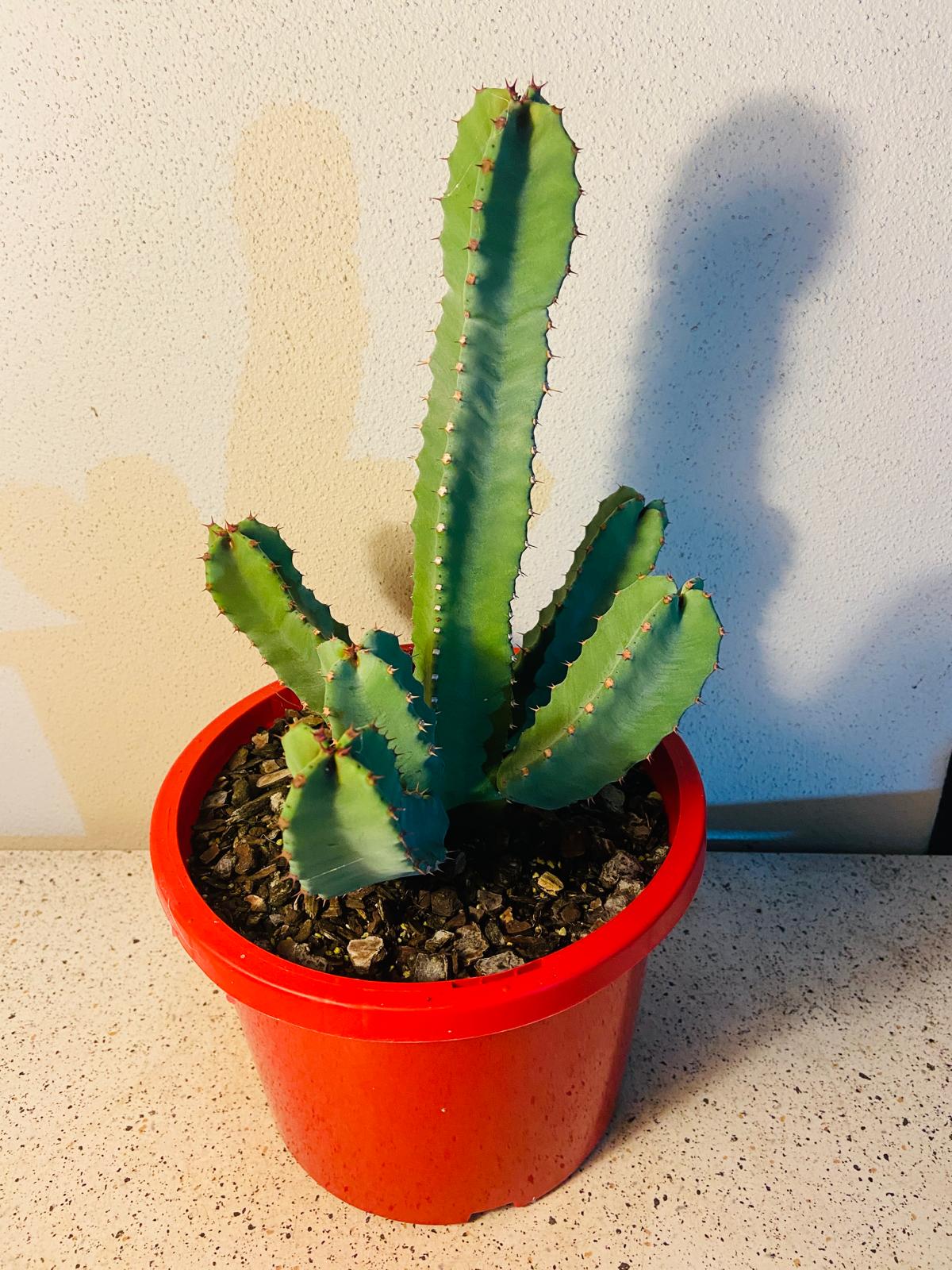 Euphorbia Resinifera