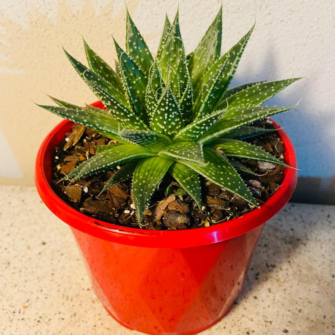 Aloe Hybrid Aristata- Lace Aloe