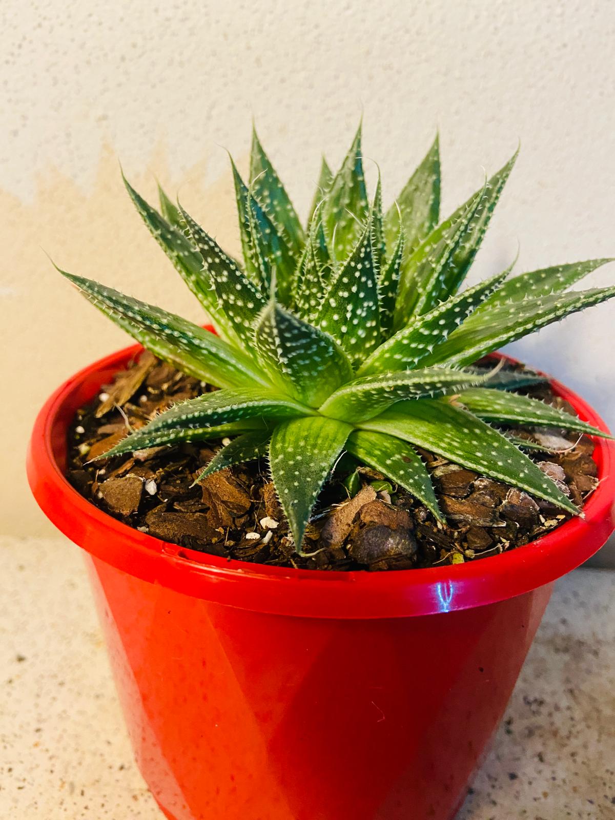 Aloe Hybrid Aristata- Lace Aloe