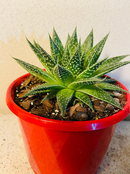 Aloe Hybrid Aristata- Lace Aloe