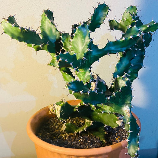 Euphorbia Tortirama