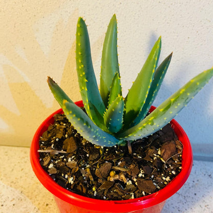 Aloe Hybrid Dichotoma