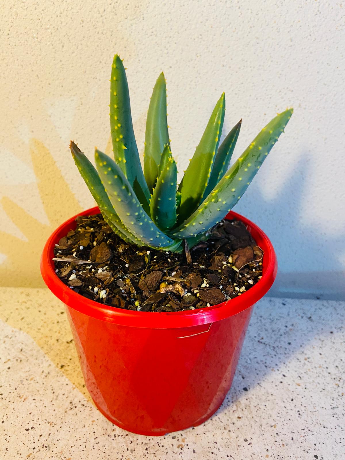 Aloe Hybrid Dichotoma