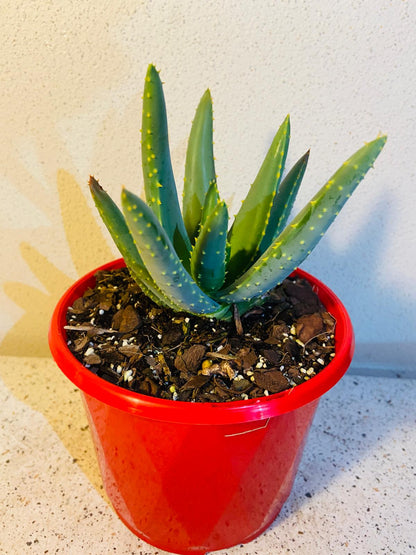 Aloe Hybrid Dichotoma