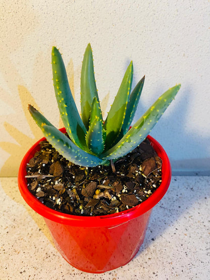 Aloe Hybrid Dichotoma