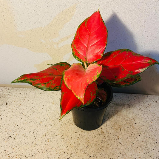 Aglaonema Red Beauty