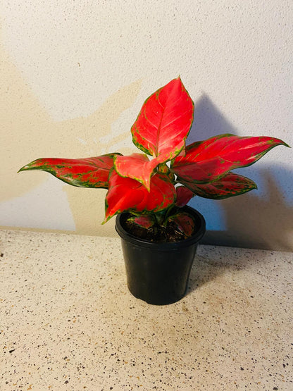 aglaonema super red Aglaonema Red Beauty 100mm – Succulents World