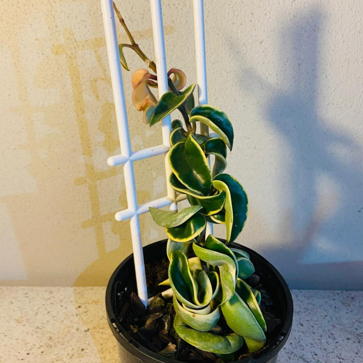 Hoya 'Hindu Rope Variegated 140mm – Succulents World