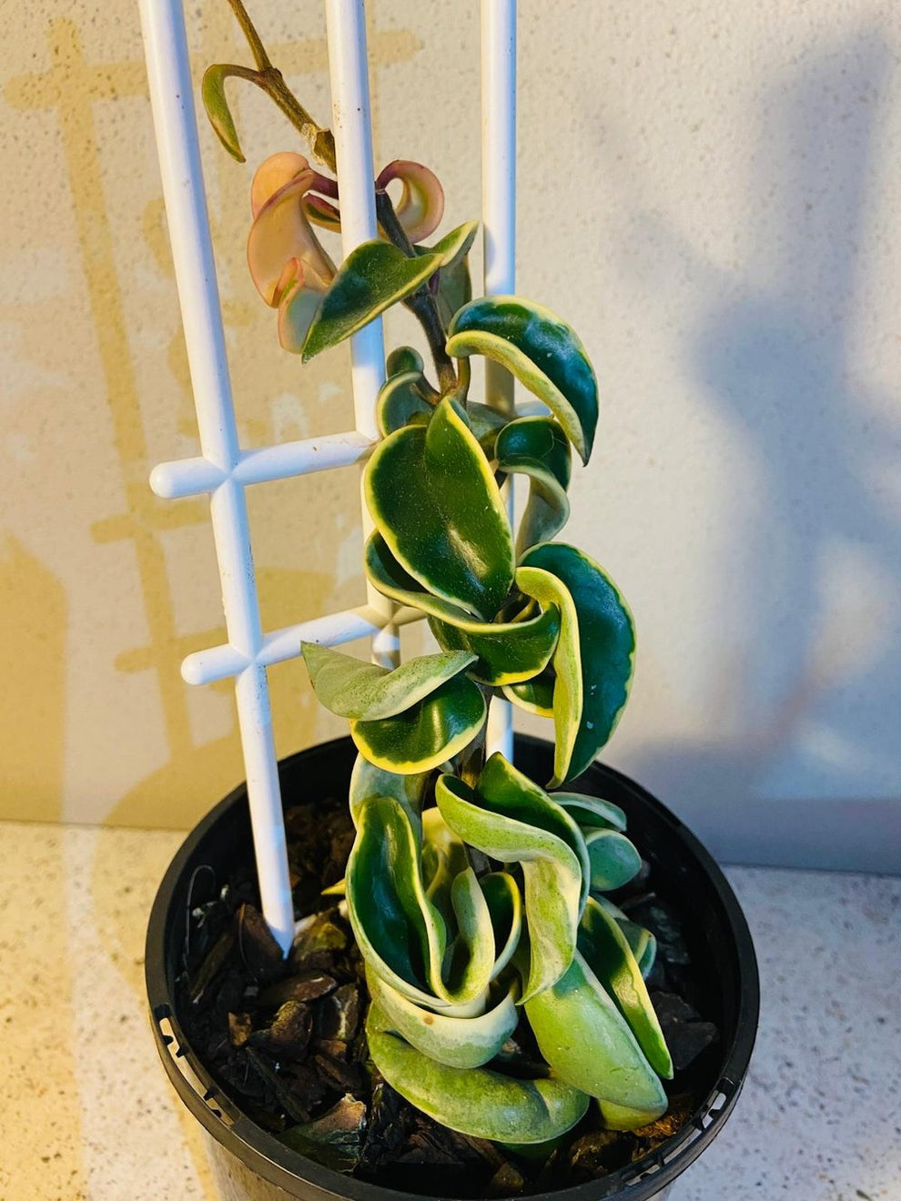 Hoya 'Hindu Rope Variegated – Succulents World
