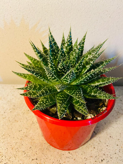 Aloe Sunstar