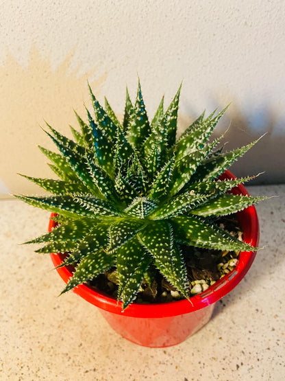 Aloe Sunstar