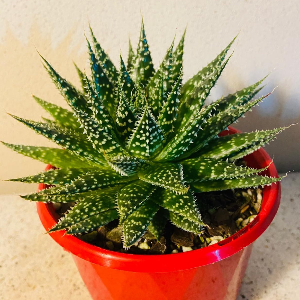 Aloe Sunstar