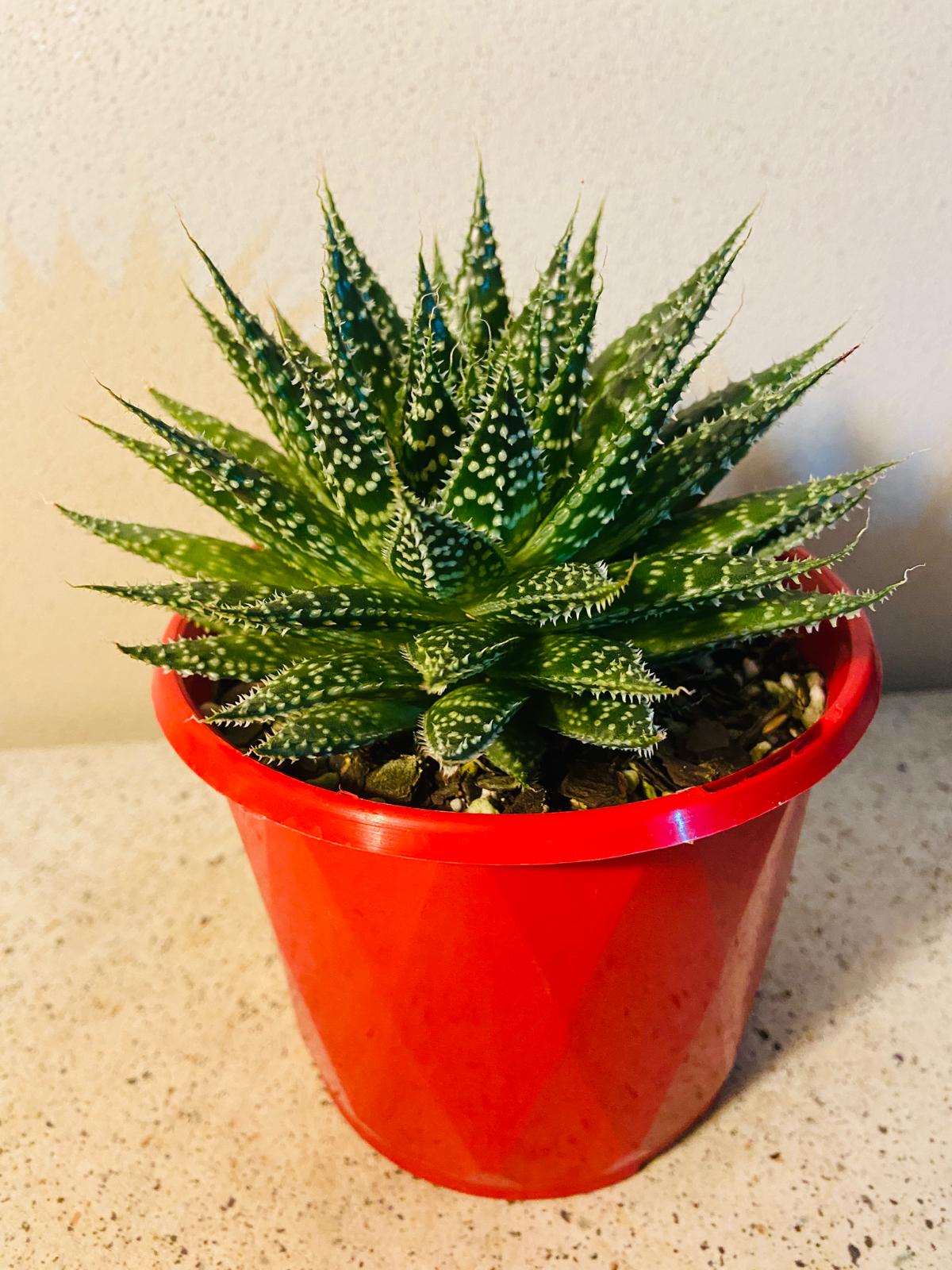 Aloe Sunstar