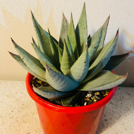 Gasteria Kabella