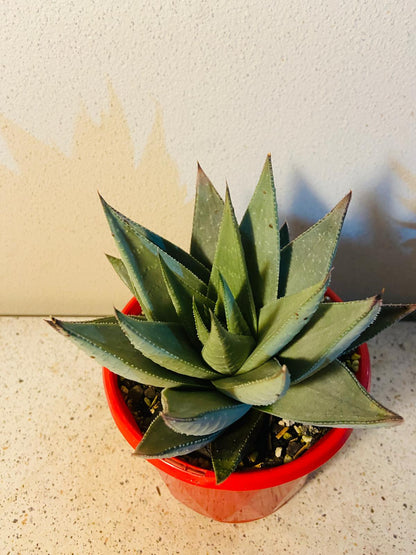 Gasteria Kabella