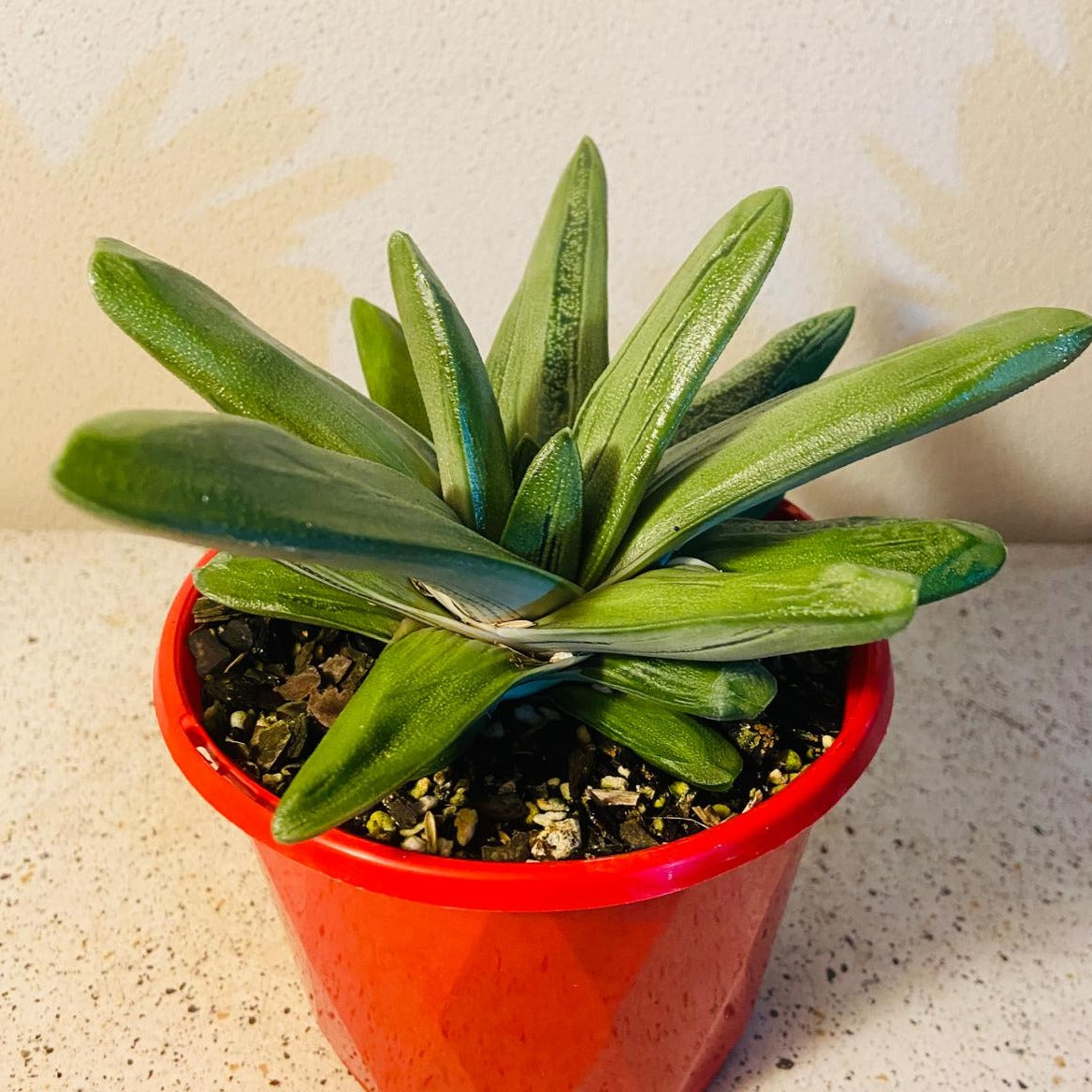 Gasteria Big Brother