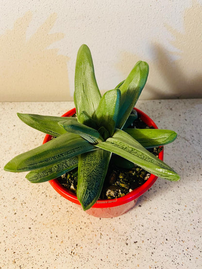 Gasteria Big Brother