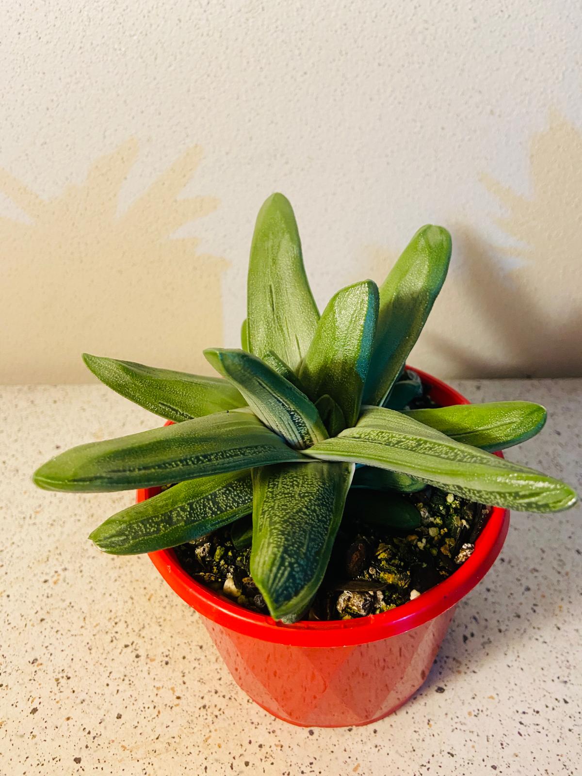 Gasteria Big Brother